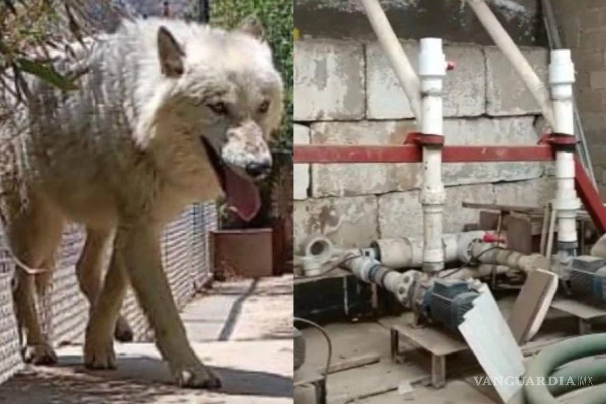 Animales exóticos y huachicol; Fiscalía de Edomex encuentra ‘predio de los horrores’