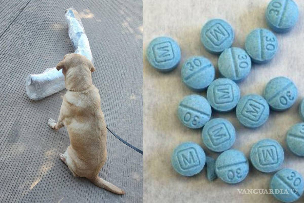 ‘Lomitos’ ayudan a detectar hasta 23 mil pastillas de fentanilo en Culiacán