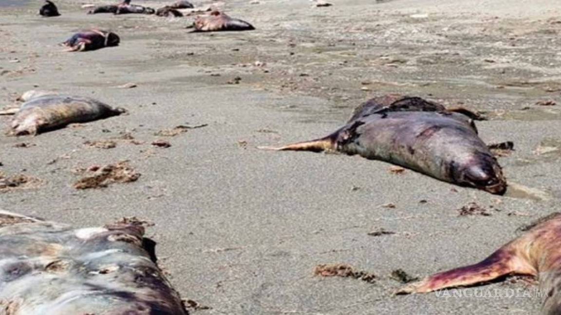Encuentran muertos 150 lobos marinos en playa de BCS