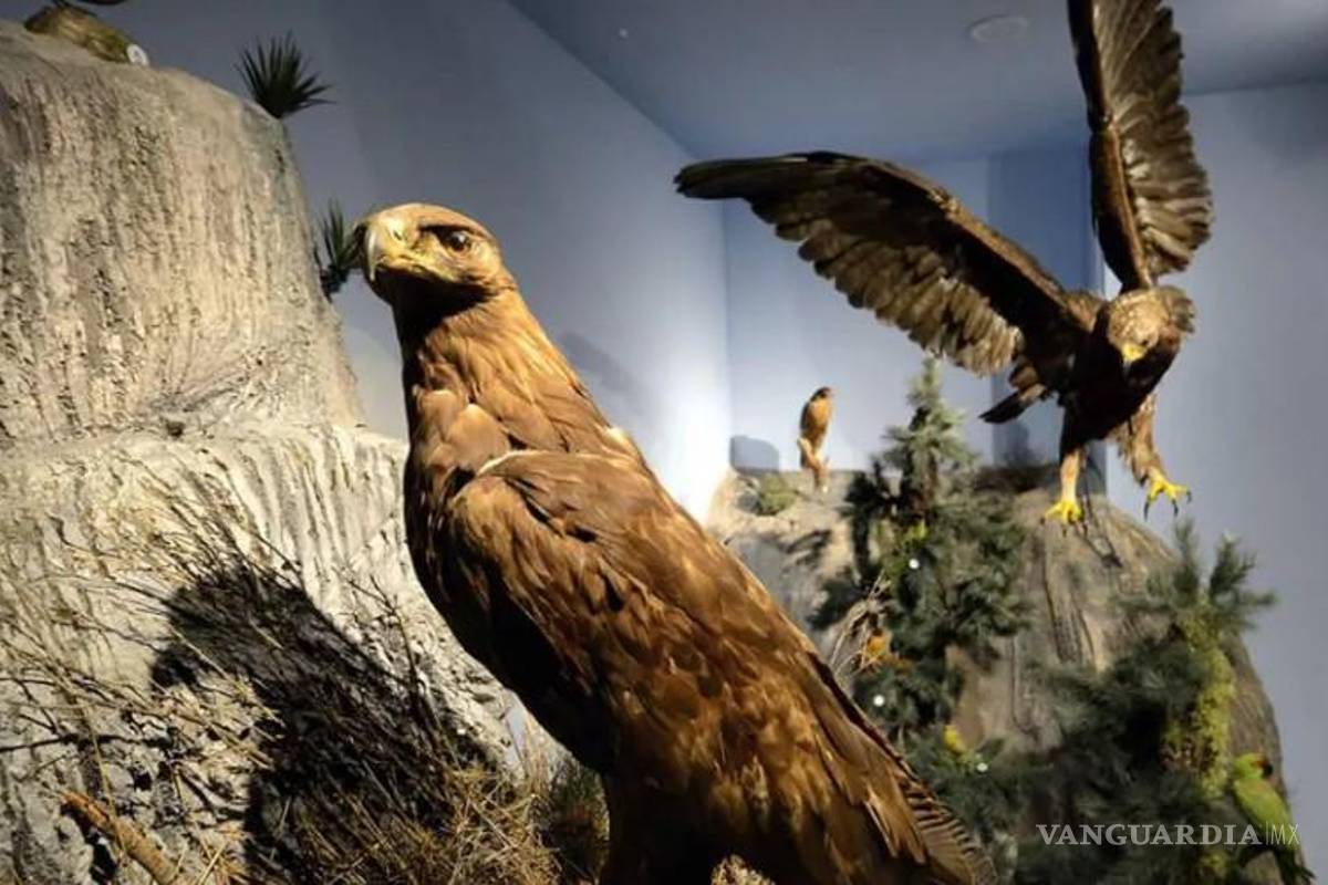 $!El Musave operará todos los días de Semana Santa y Pascua, con entrada accesible y paquetes familiares para fomentar el turismo educativo.