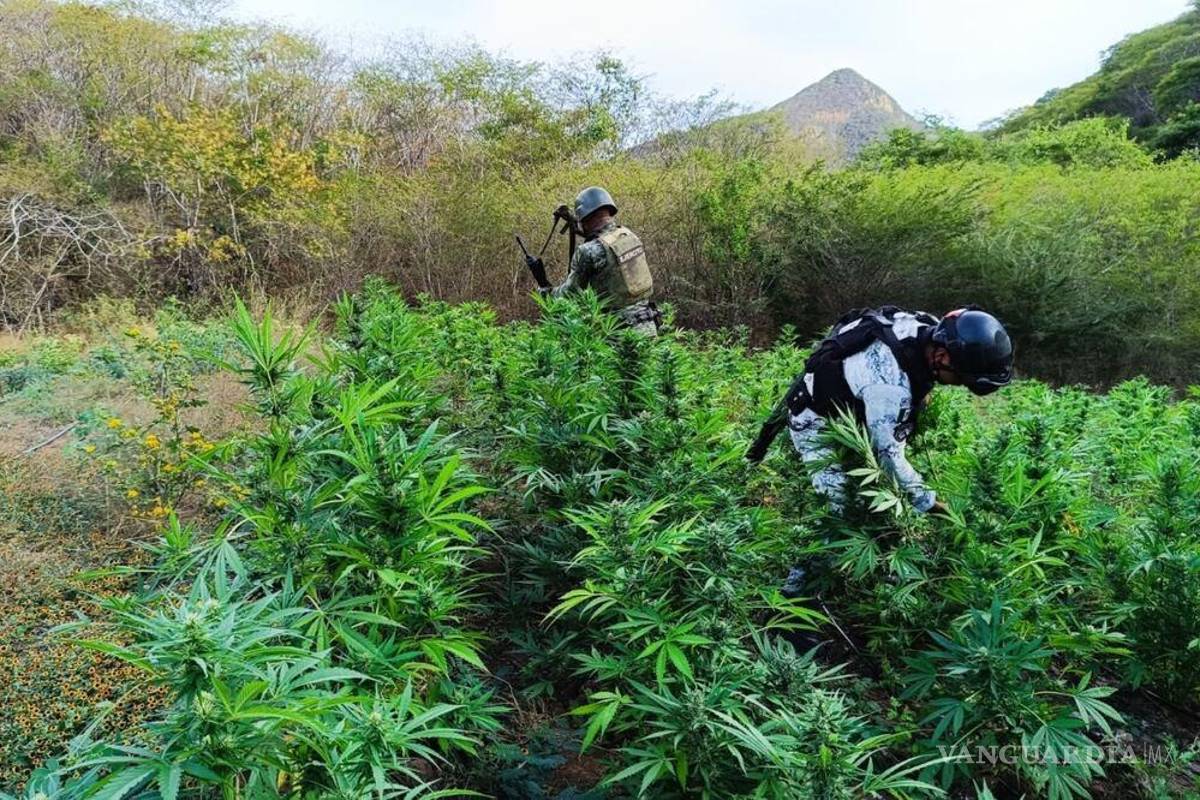Ejército y Guardia Nacional destruyen sembradíos de mariguana
