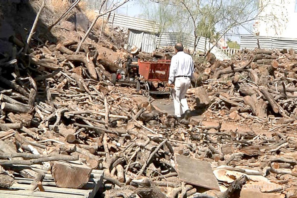 Comercializan leña de mezquite sin permiso en Acuña