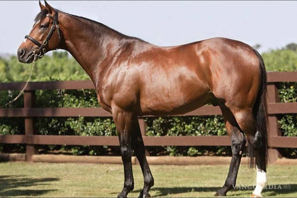 Él es Galileo; el caballo que vale más que Messi y Cristiano juntos