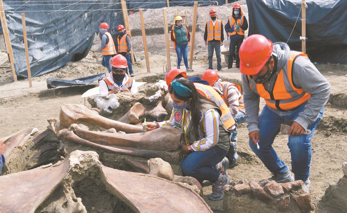 Continúa el descubrimiento: prevén hallar 25 mil huesos de mamut en Santa Lucía