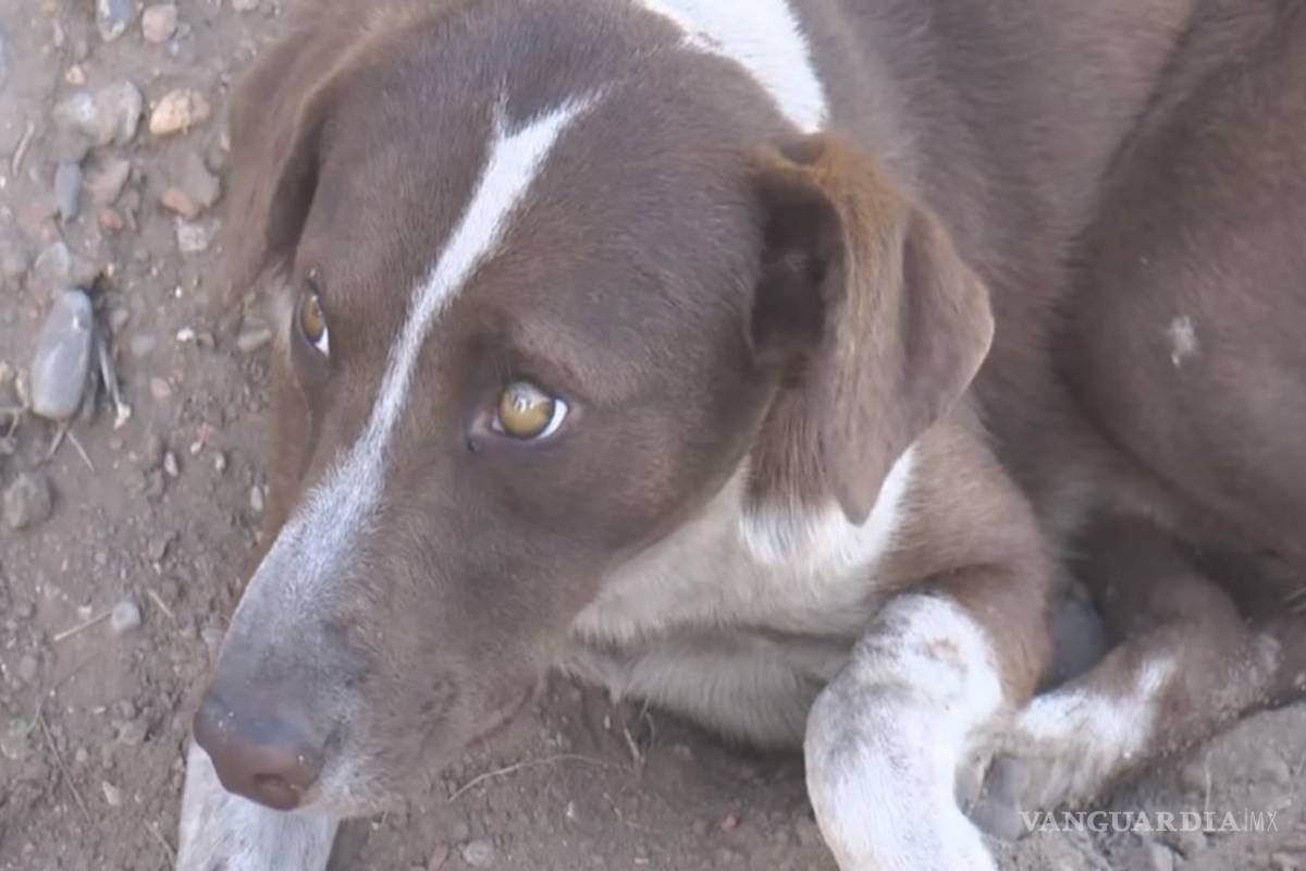 El es 'Cuchufleto' el perrito que espera a su dueño fallecido en mina de Múzquiz, Coahuila