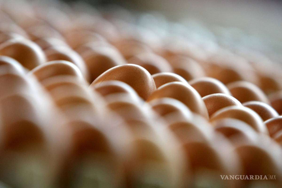 Escándalo por huevos contaminados con insecticida en Holanda