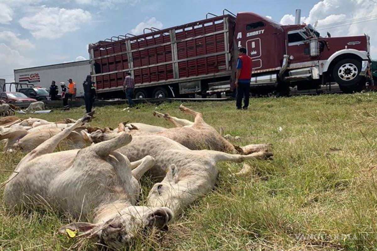Vuelca tráiler con borregos, vecinos se los roban ¡y filetean!
