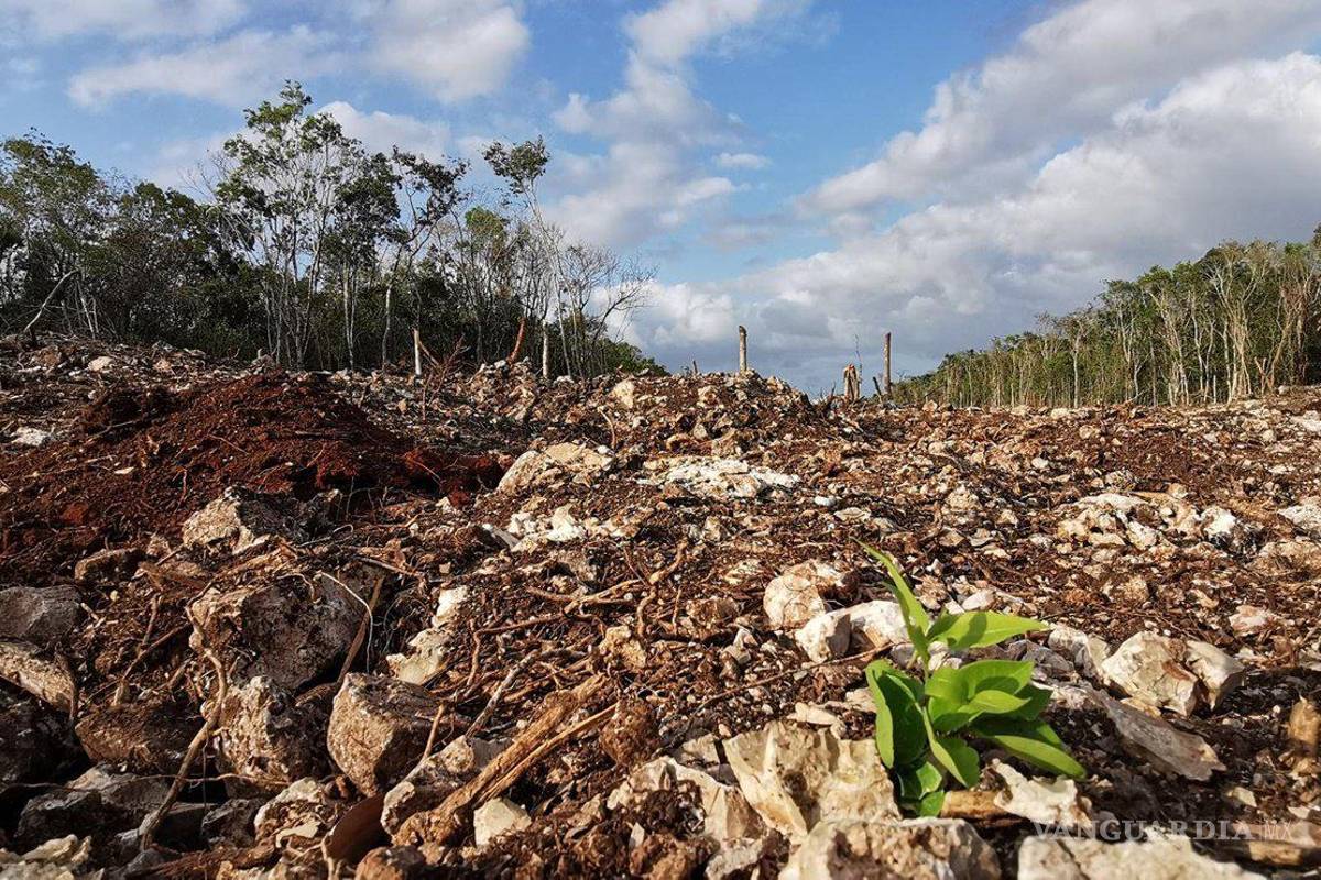 Juez frena obras del Tramo 5 Sur del Tren Maya, por riesgo de ‘daños irreversibles’