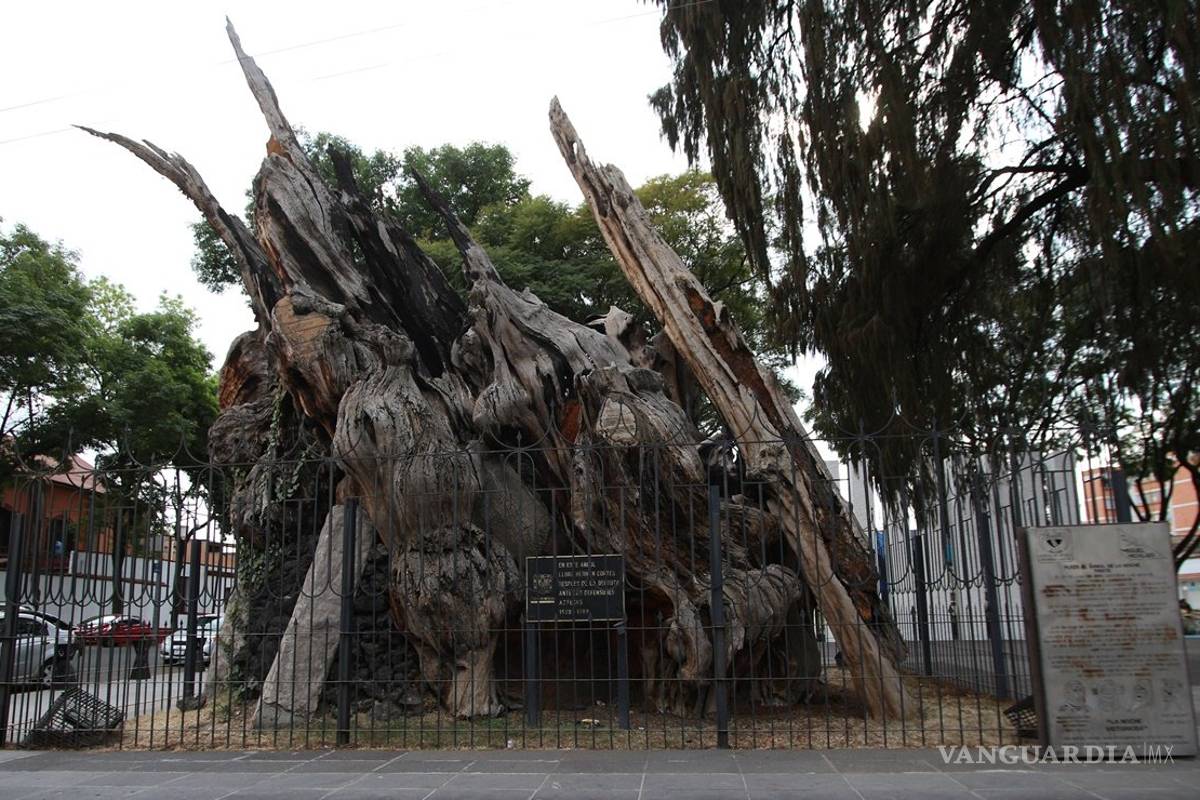 Es el Árbol de la Noche un recordatorio del poderío de los mexicas, reconocen historiadores