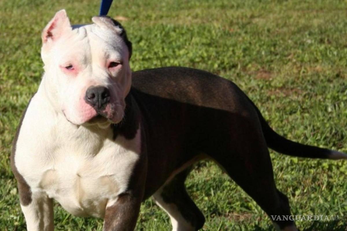 Bebé fallece tras ataque de Pitbull en Colima