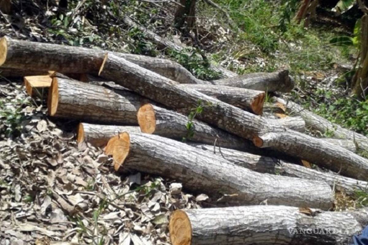 Asegura Profepa casi 20 mil metros cúbicos de cedro rojo