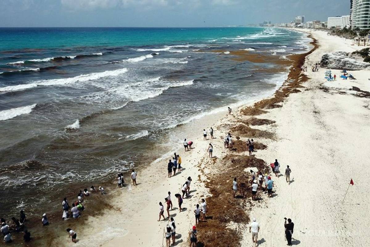 Apenas 5 de 80 playas se encuentran libres de sargazo en Quintana Roo