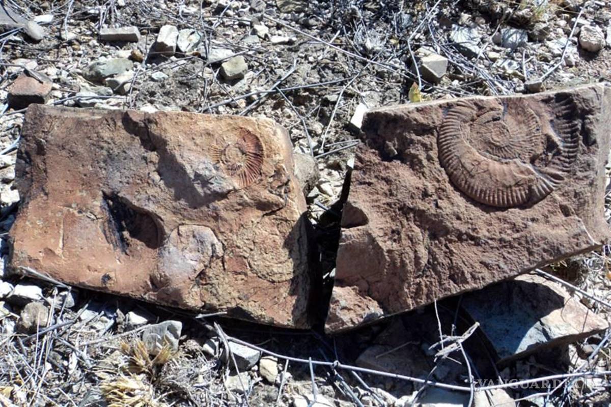 Hallan fósiles del Cretácico en Chihuahua