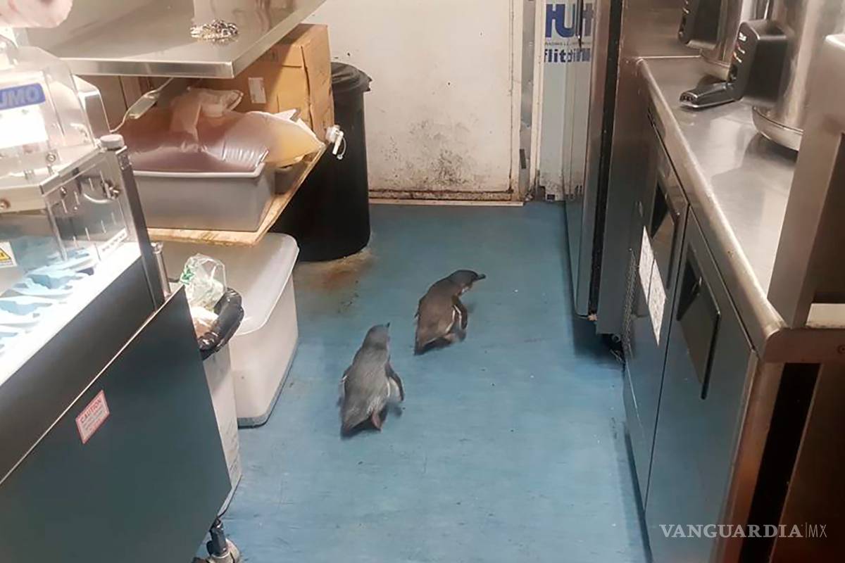 Atraídos por el sushi, 2 pingüinos anidan en local en N.Zelanda