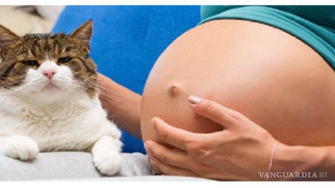 ¿Embarazada? Lo que debes saber acerca de la Toxoplamosis