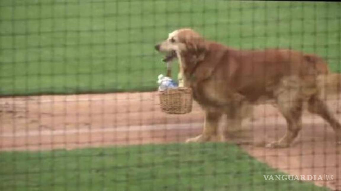 El adorable perro que es aguador en los juegos del beisbol