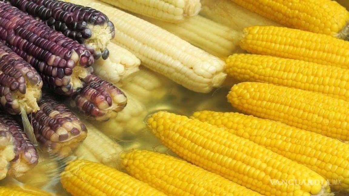 Senadores de EU piden consultas contra México, por prohibir maíz transgénico