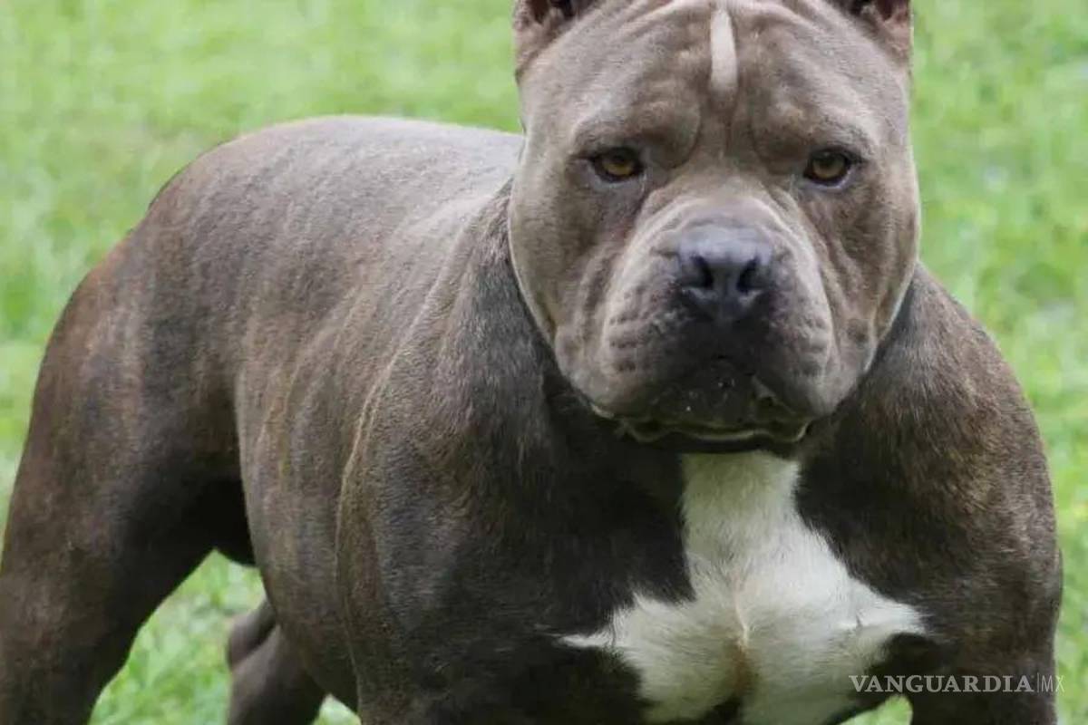 Delincuente se esconde en una casa y perros guardianes lo matan, en Aguascalientes