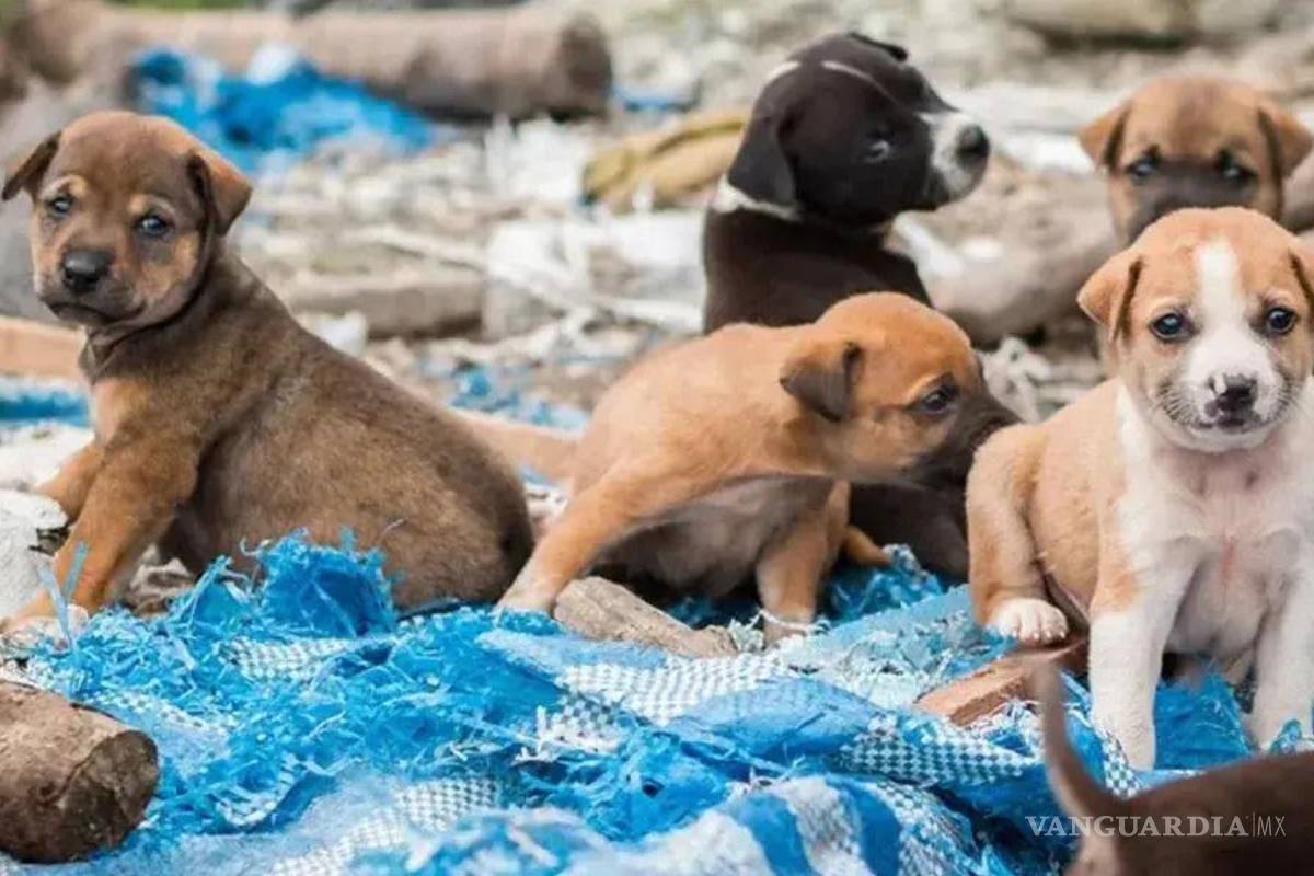 México se convierte en el país con más mascotas abandonadas en América Latina