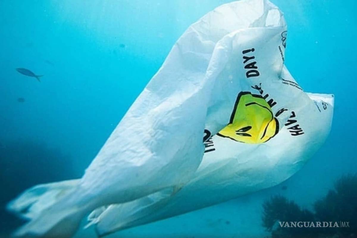 $!¡Larga vida al mar!: Crean bolsa que en el agua se convierte en comida para peces