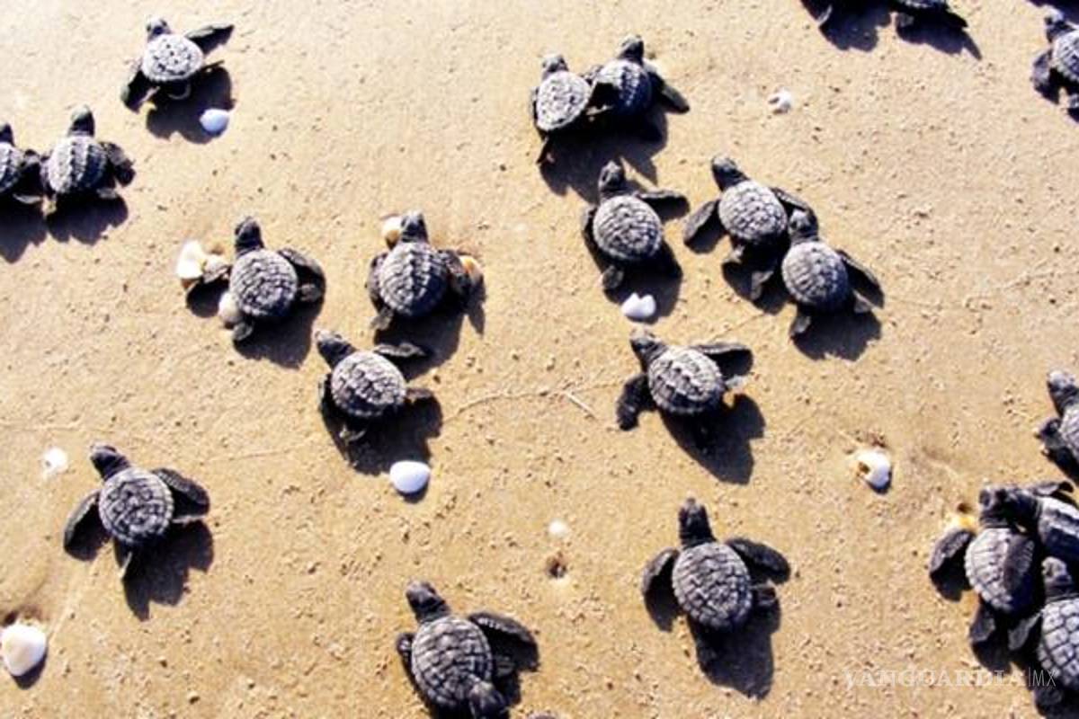 Nacen primeras crías de tortuga Lora en Tamaulipas