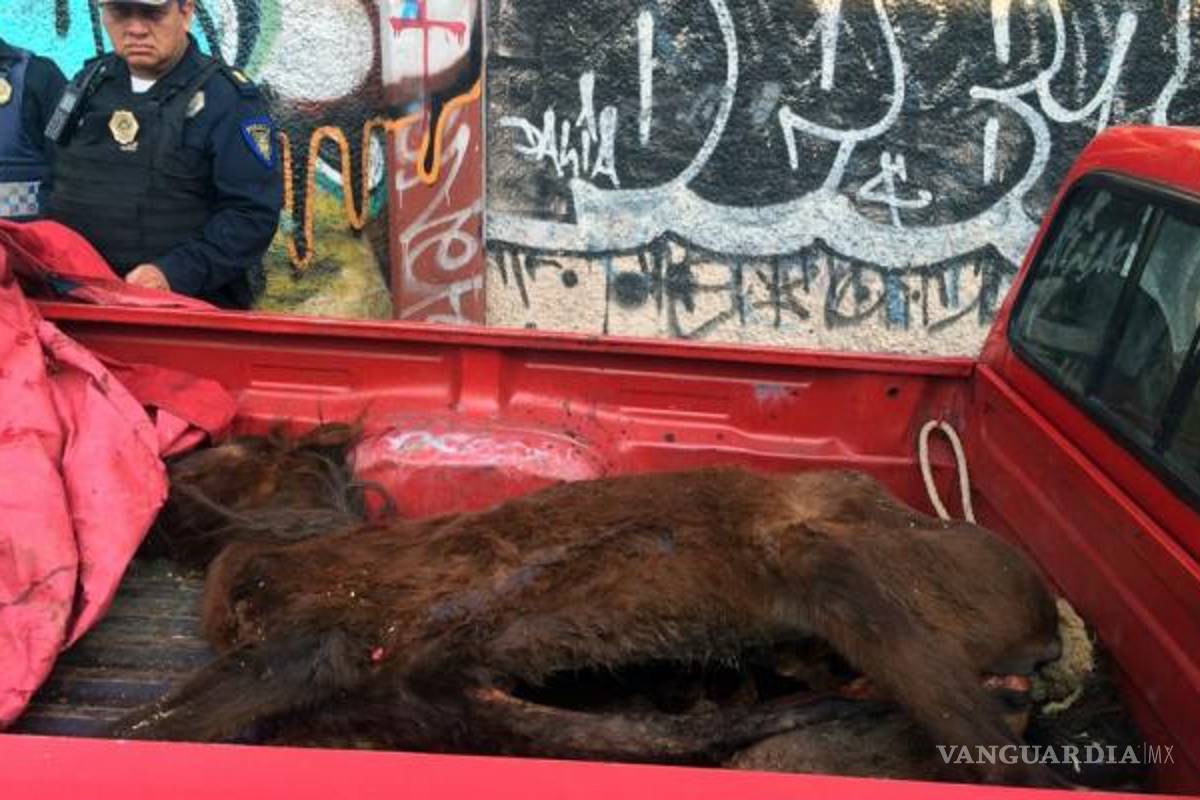 Encuentran 20 caballos muertos en tráiler; hay 6 detenidos