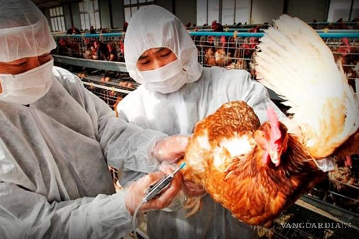 Detectan virus H7N3 de gripe aviar en México