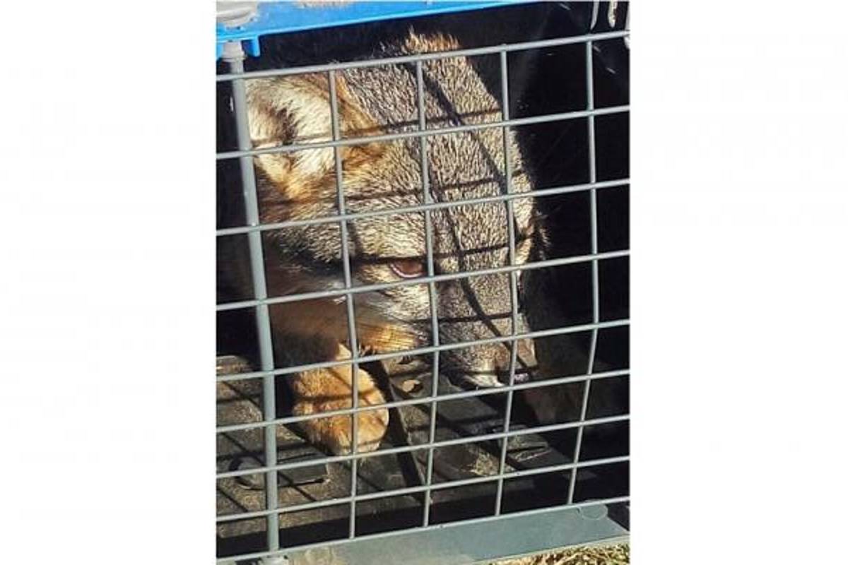 Atrapan en Ramos Arizpe a zorra que devoraba gallinas