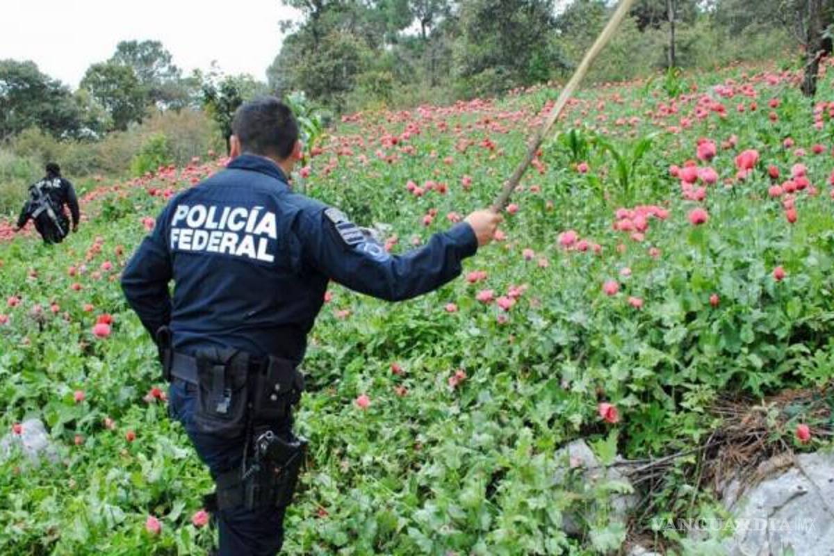 Destruyen 54 hectáreas de amapola en Guerrero