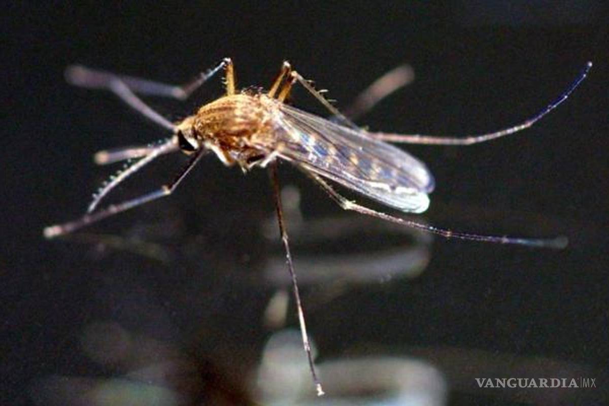 Son 151 casos de zika confirmados en México