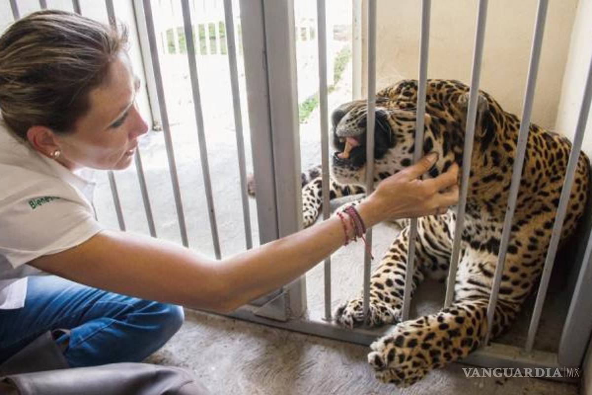 Polo no sólo es un jaguar, también era un artista, al que le quitaron los aplausos y, las ganas de vivir