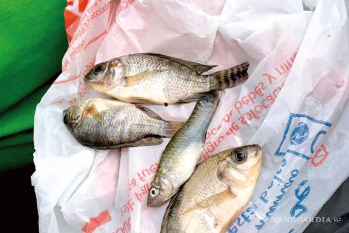 Alumnos dicen ver "llover peces del cielo" en Tampico