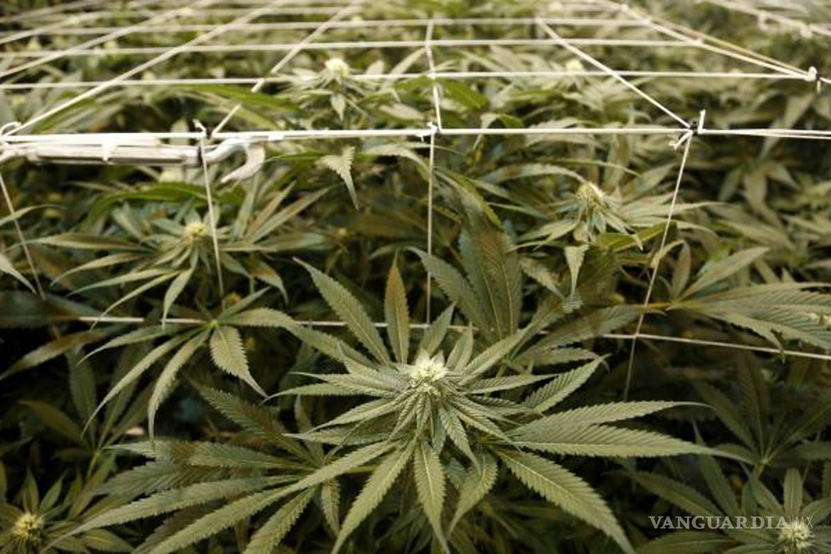 $!Las ventajas de regular las drogas en México, según expertos