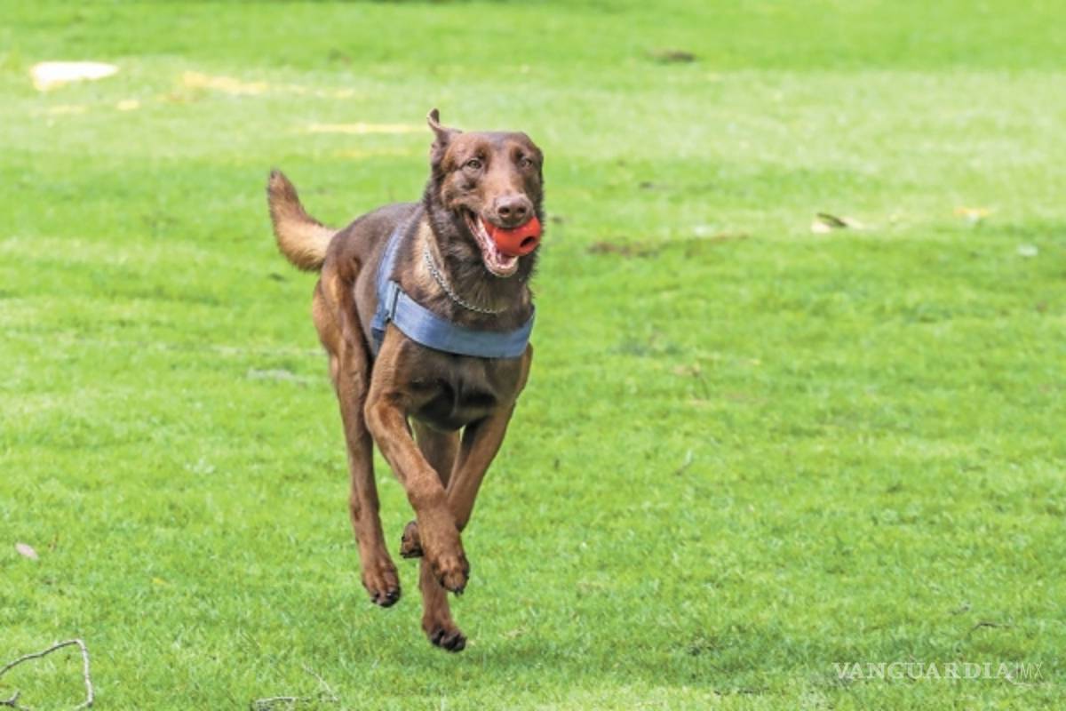 ‘Thor’ se une a las fuerzas caninas de San Lázaro