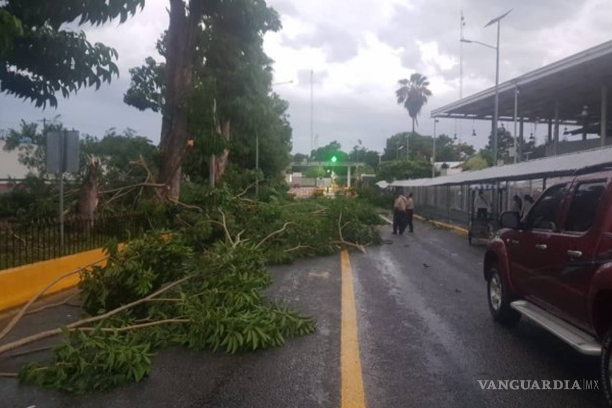 Árbol bloquea puente internacional en frontera de México-Guatemala