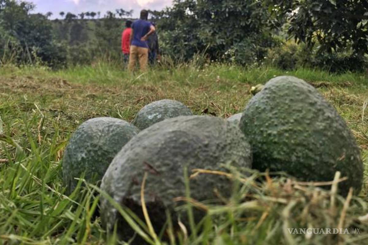 12 narco grupos se disputan control de industria aguacatera en Michoacán
