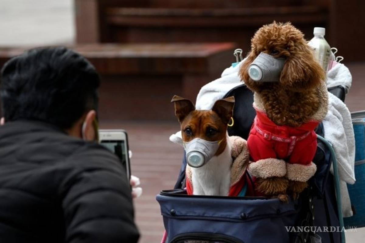 Perro da positivo a prueba Coronavirus en Hong Kong; su dueña lo infectó
