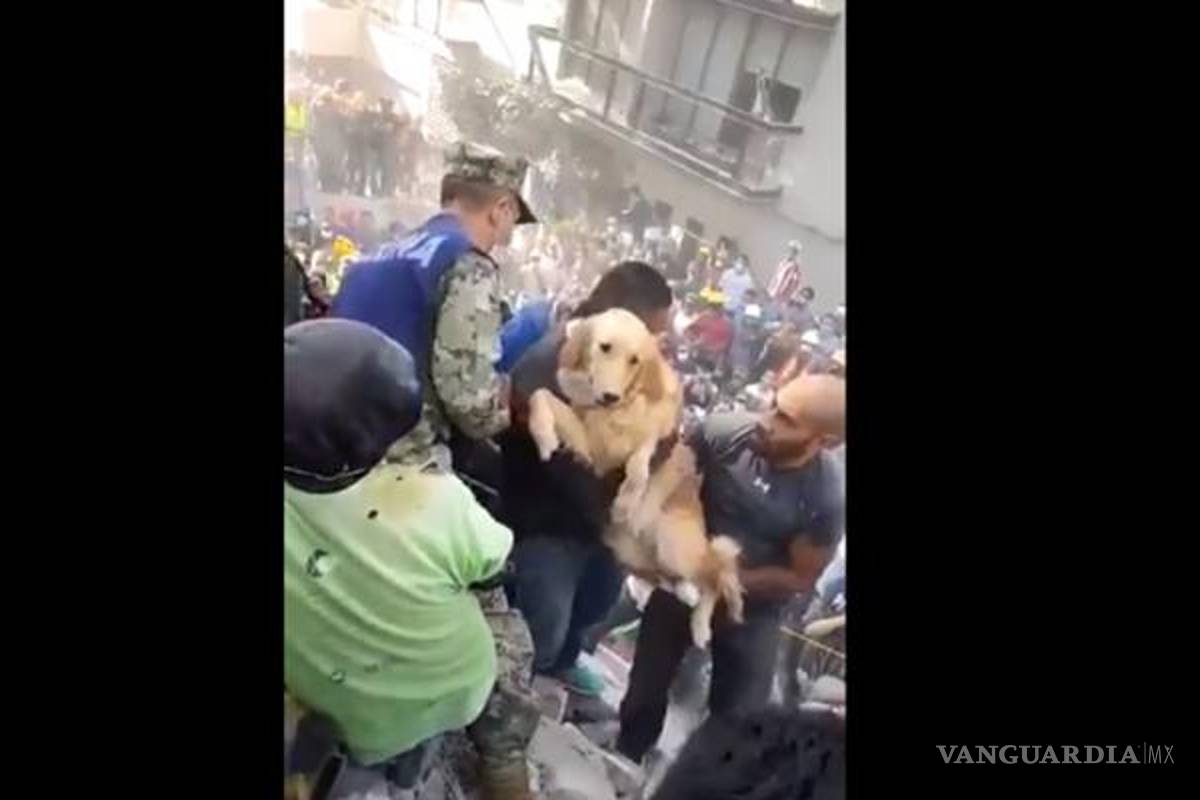 El emotivo rescate de un perro en el sismo de la CDMX (video)
