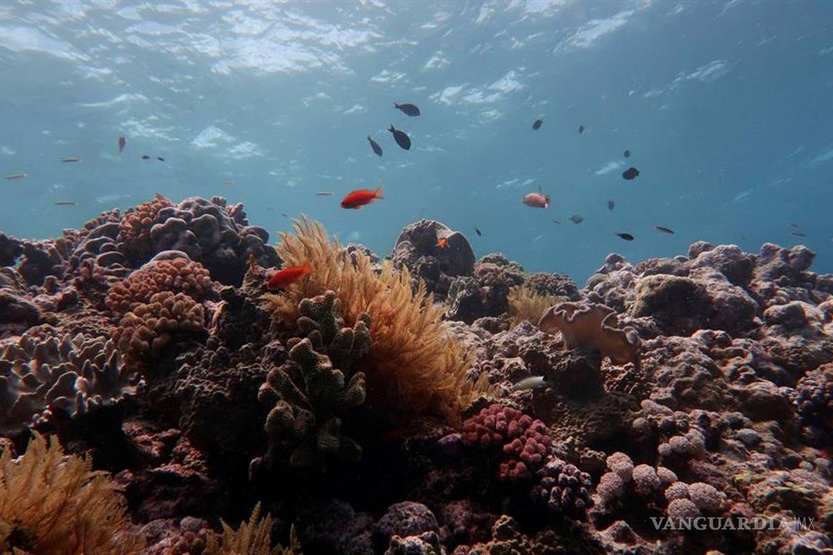 Gran Barrera de Coral en Australia pierde más de la mitad de sus corales