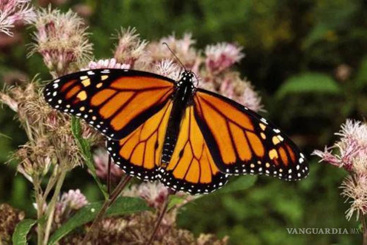 ¿Lo sabías? Esta semana comienzan a llegar mariposas Monarca a Coahuila