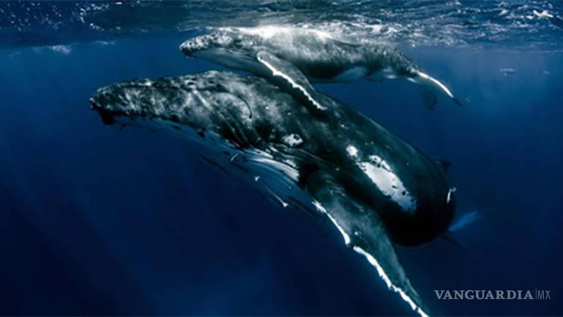 Japón decide retirarse de la CBI para retomar la caza comercial de ballenas