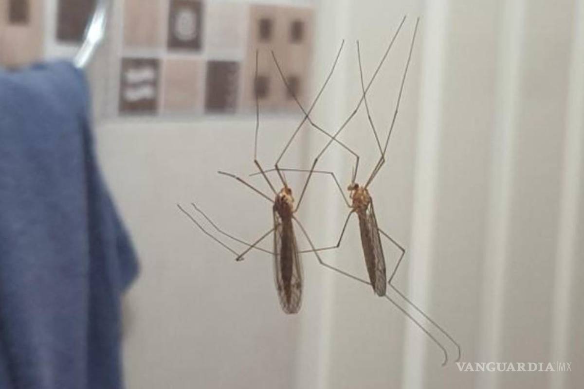 Refuerza IMSS medidas de prevención y control del dengue en todo el país