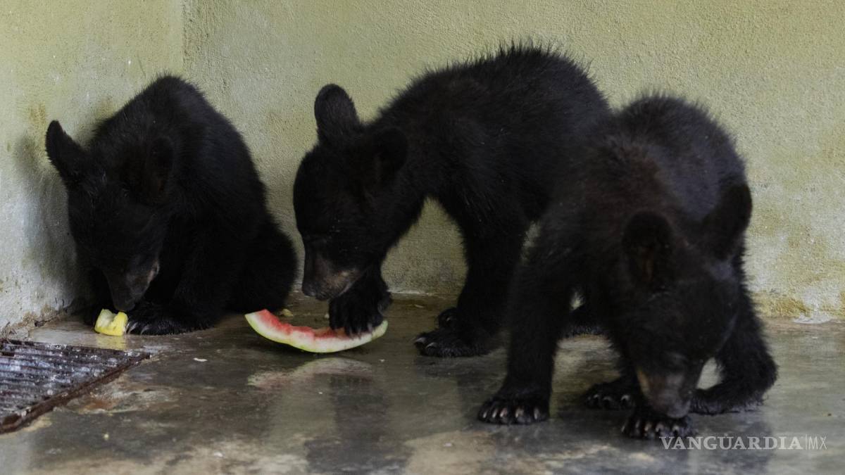 Cachorros huérfanos de osa atropellada ya no regresarán al entorno natural; evalúan lugares de resguardo