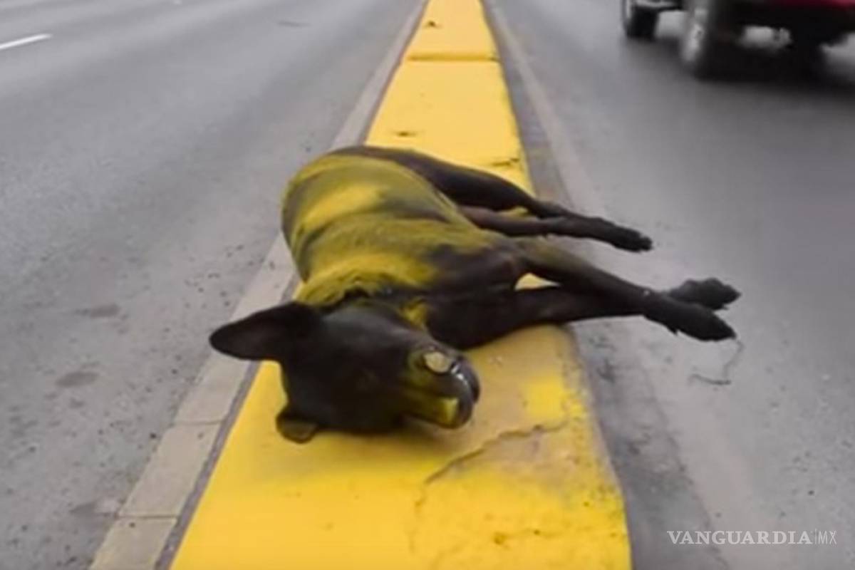 Pintan camellón en NL con todo y perro muerto