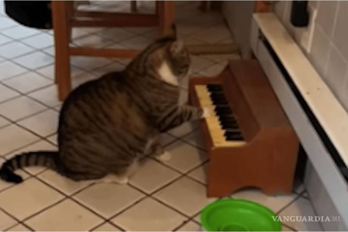 Gato aprende a tocar el piano para avisar cuando tiene hambre (video)
