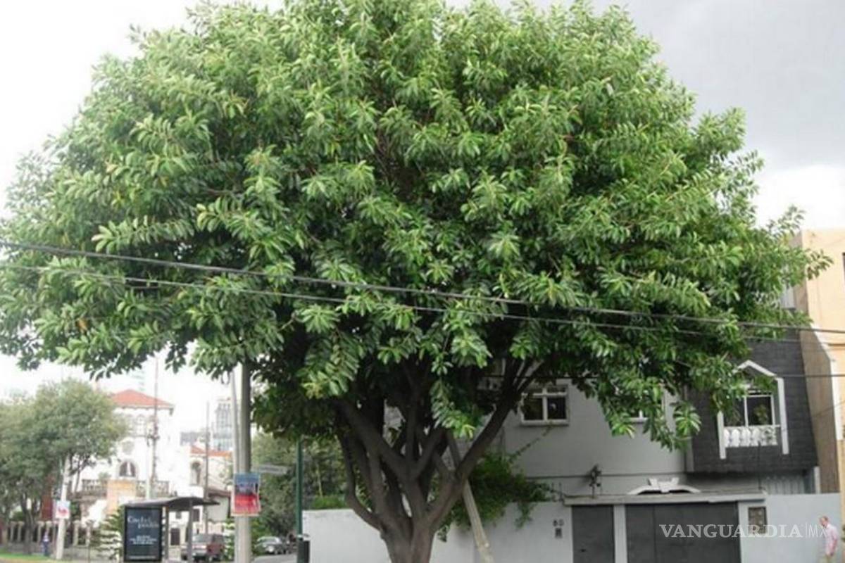 Cobran cárteles de la droga ‘impuesto’ por árbol en Tamaulipas