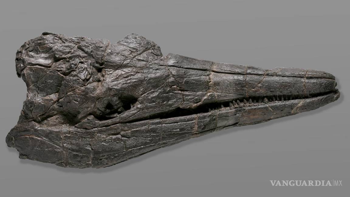Los ictiosaurios, los primeros gigante en la Tierra