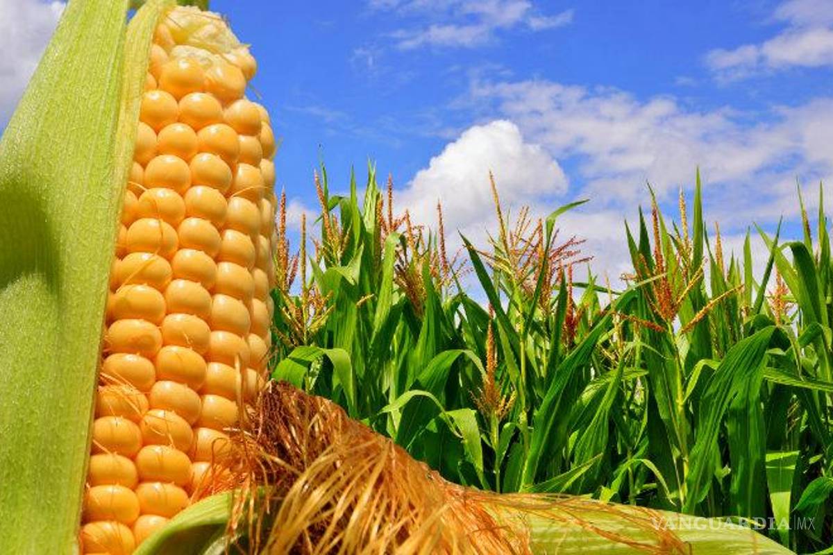 Se dispara 63% la importación de maíz