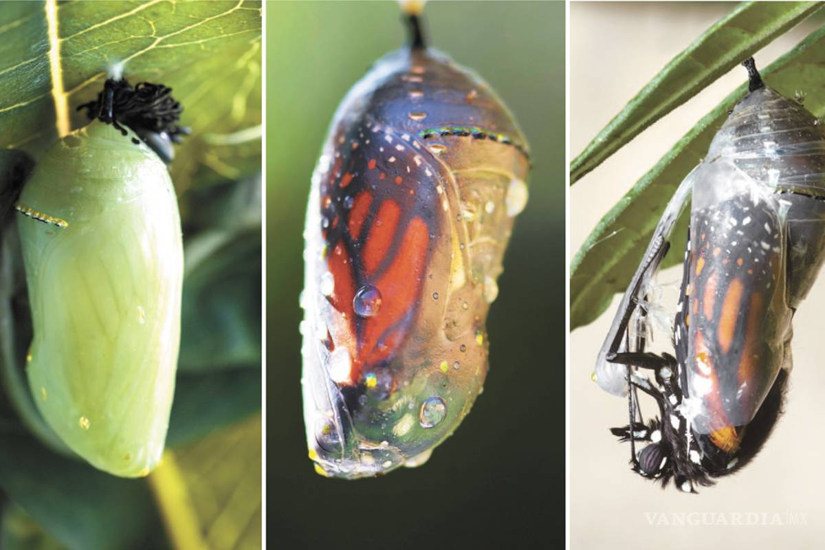 La cigüeña de mariposas