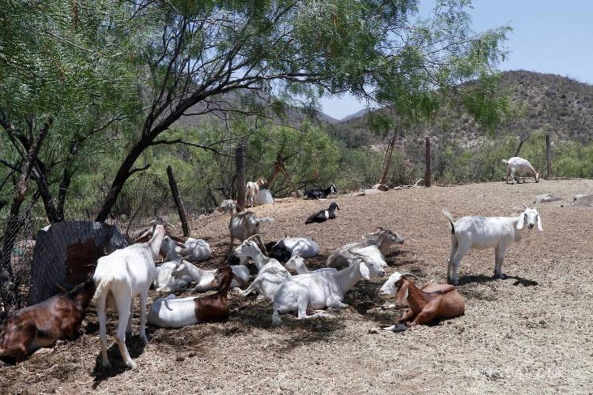 Aumenta producción ganadera y lechera en Coahuila pese a sequía